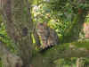 NINO_5m_10j.jpg (132290 octets)